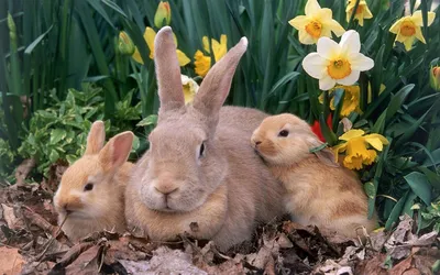 15 милых животных, которые изо всех сил ждут весну