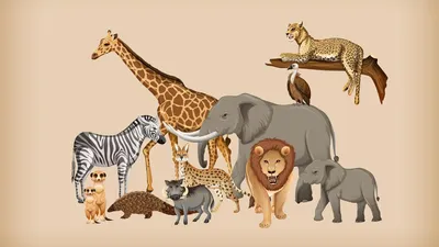 Животный мир африки картинки