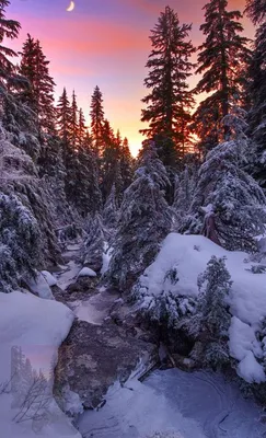 На аву зима лес (54 фото) »