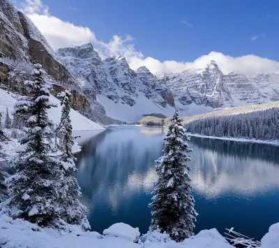 обои : природа, снег, Сотовый телефон, Деревьями, Вертикальный, Зима  1242x2688 - Sparkzale - 2199609 - красивые картинки - WallHere