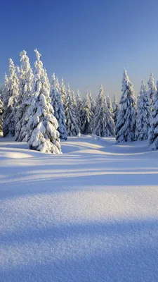 Обои зима, снег, дерево, природа, замораживание на телефон Android,  1080x1920 картинки и фото бесплатно
