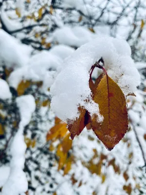 Природа зимой | Природа, Зима