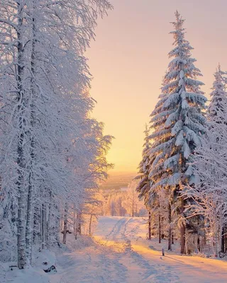 Зима природа декабрь - красивые фото