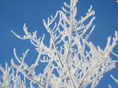 Природа: Зима (50 фото) Снежная зима. Снеговик. Вьюга. Метель. Морозы.