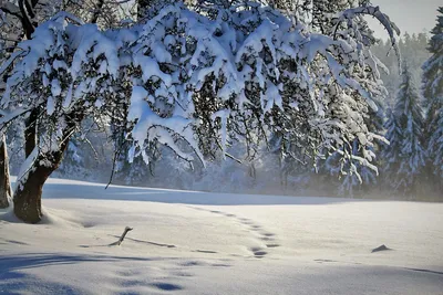 Зима#горы #деревья #снег | Пейзажи, Живопись, Зима