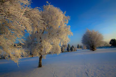 Коллаж на тему зима. Природа России. Сибирь, Новосибирская область  Stock-Foto | Adobe Stock