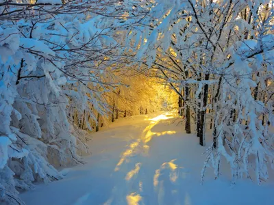 Обои Природа Зима, обои для рабочего стола, фотографии природа, зима,  деревья, снег Обои для рабочего стола, скачать обои картинки заставки на  рабочий стол.
