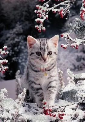 Зимние кошки картинки