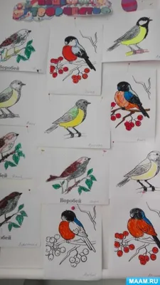 Раскраска Зимующие птицы распечатать или скачать