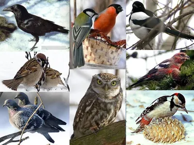Зимующие птицы картинки фотографии