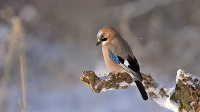 Зимующие птицы северо запада россии фото фотографии