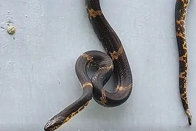 Спасибо за новую фобию»: крупнейшую дальневосточную змею, ползущую по стене  дома, засняли очевидцы - KP.RU