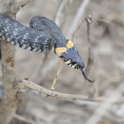 Ядовитые змеи и их «закрытый клуб»: рассказываем, как приморцам пережить  встречу с рептилией - KP.RU