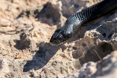 Опасная?»: приморцы испугались змеи на стене жилого дома