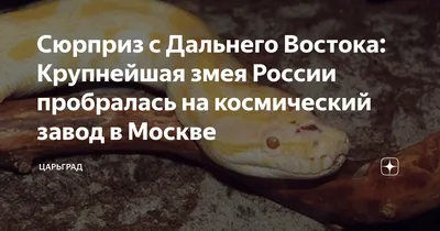 8 видов змей, которые водятся в Волгоградской области: какие из них  ядовитые, а какие - безвредные