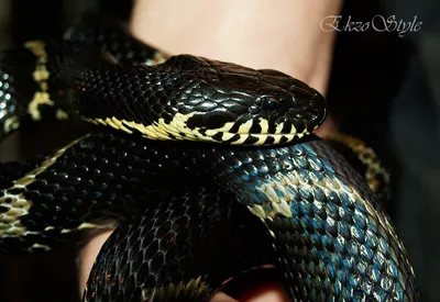 Щитомордник: описание змеи, фото, где обитает в России