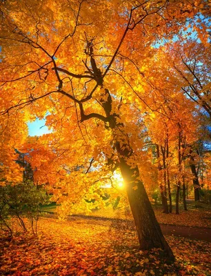 Фотография фотографа - золотая осень в Царском селе... | Autumn scenery,  Scenery, Autumn scenes