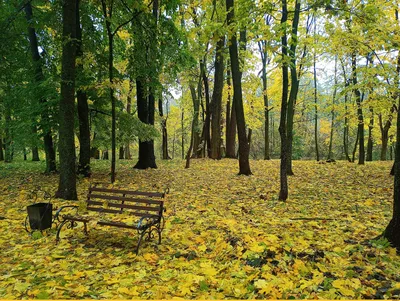 Золотая осень - красивые картинки (100 фото) - KLike.net