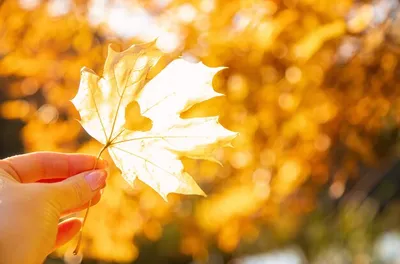 Красивые Осенние Листья Золотая Осень Селективная Направленность стоковое  фото ©yana-komisarenko@yandex.ru 576597728