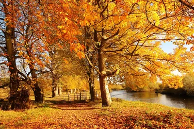 Красивые осенние листья. золотая осень выборочный фокус. | Премиум Фото