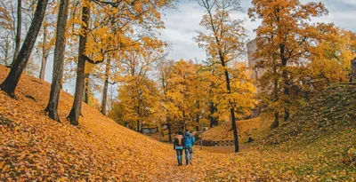 Золотая осень пейзаж - красивые фото