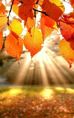 Золотая осень | Осенние картинки, Пейзажи, Осенние фотографии