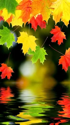 Обои осень, Золотая осень, лето, природа, дерево на телефон Android,  1080x1920 картинки и фото бесплатно