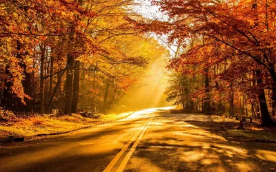 Золотая осень деревья (49 фото) - 49 фото