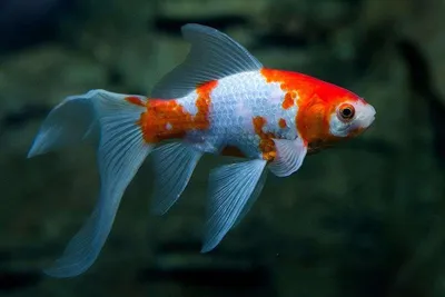 Оранда красная - Золотая рыбка - Рыбки - Nano Fish