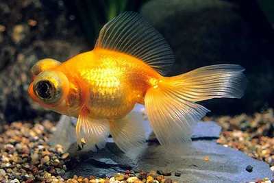 Золотая рыбка.Акварель.Авторский рисунок. Stock-Illustration | Adobe Stock