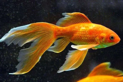 Золотая рыбка на белом фоне | Премиум Фото