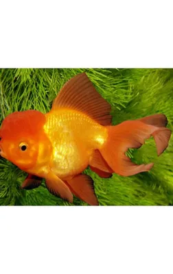 Плакат Империя поздравлений Золотая рыбка купить по цене 188 ₽ в  интернет-магазине Детский мир