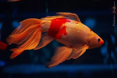 Золотая рыбка - оранда красная шапка | ЗООМАГ