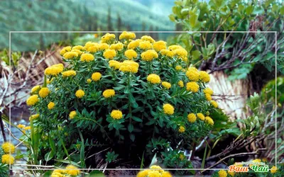 Природа Байкала | Золотой корень Давана. (Родиола розовая)