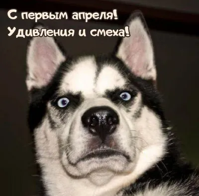 1 апреля – Международный день смеха: прикольные и забавные картинки - МК  Омск
