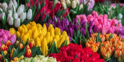 1 марта - Первый день весны - Открытки и поздравления в стихах с праздником  - Апостроф
