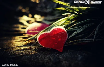 Картинка Праздник влюбленных 14 февраля » День святого Валентина » Праздники  » Картинки 24 - скачать картинки бесплатно