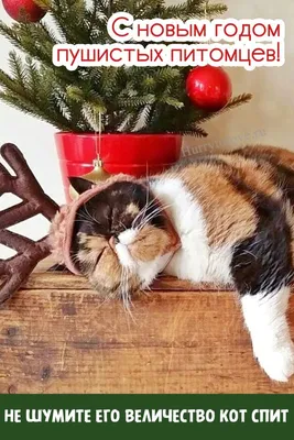 2 ЯНВАРЯ С Новым годом у КОТА! 🎆 🐾🎄😸🎁🐾🎆 | Кот, Праздник, Картинки