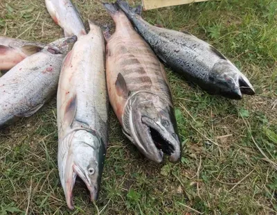 Пищевое поведение лактирующих самок северного морского котика (Callorhinus  ursinus L. ) острова Беринга – тема научной статьи по биологическим наукам  читайте бесплатно текст научно-исследовательской работы в электронной  библиотеке КиберЛенинка