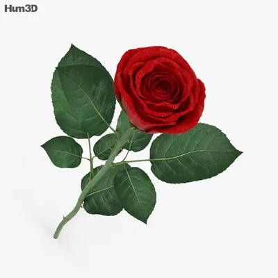 Роза 3д (3D) купить по цене 200 р. с доставкой в Энгельсе