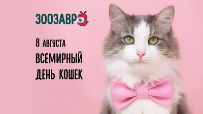 Sputnik Moldova: новости в Молдове и мире - 🐈 Всемирный день кошек (World  Cat Day) отмечается ежегодно 8 августа по инициативе Международного фонда  по защите животных «Animal Welfare», не только с целью