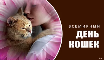 8 августа — всемирный день кошек и котов 😻 В 2002 году праздник основал  Международный фонд по защите животных.. | ВКонтакте