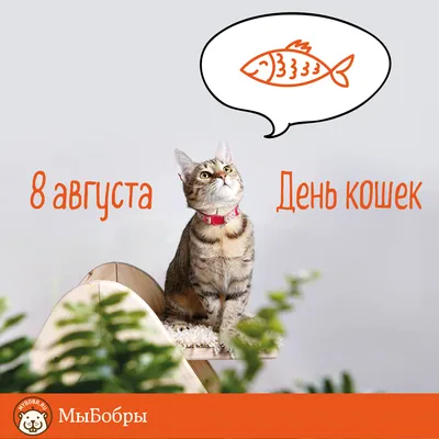 8 августа — Всемирный День Кошек, благотворительная акция в  интернет-магазине MAGIZOO