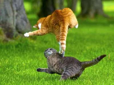 8 августа отмечается Всемирный день кошек - Лента новостей Запорожья