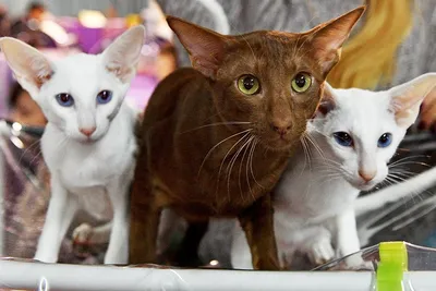 8 августа – Международный день кошек - ГБУ \"Доринвест\"