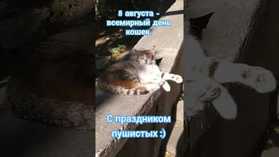 8 августа отмечается Всемирный день кошек - Новости Белорецка на русском  языке - Белорецкая телекомпания
