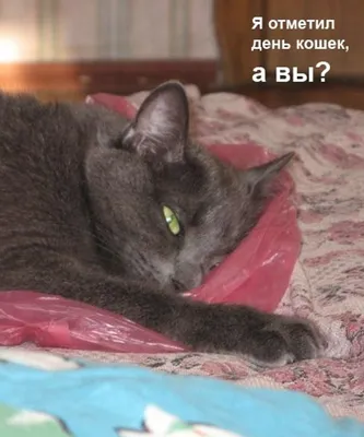 8 августа - Всемирный день кошек. Почему же мы их так любим - Российская  газета