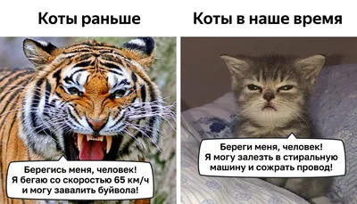 Всемирный день кошек — Галиб Курбанов на TenChat.ru