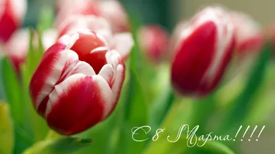 Скачать обои с 8 марта!!! тюльпаны на 8 марта, международный женский день,  with march 8! tulips on march 8, international women's day разрешение  1600x900 #76143