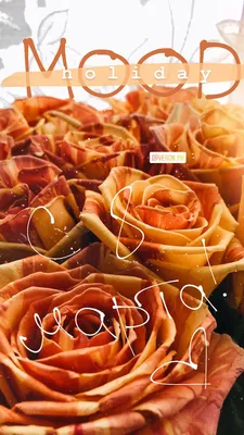 Stories Instagram Розы flowers цветы букет 8 марта | Цветы, Розы, Праздник